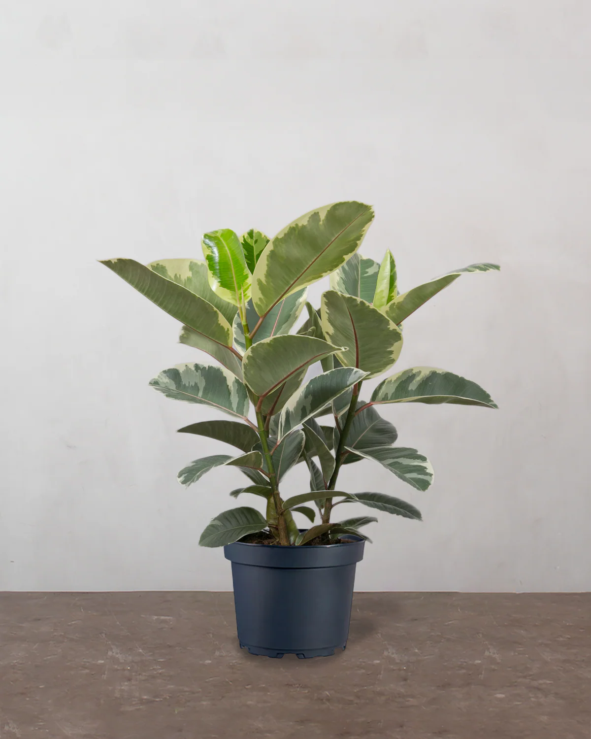 3-grenet Broget Gummitræ, Ficus elastica 'Tineke' - 50-70 cm