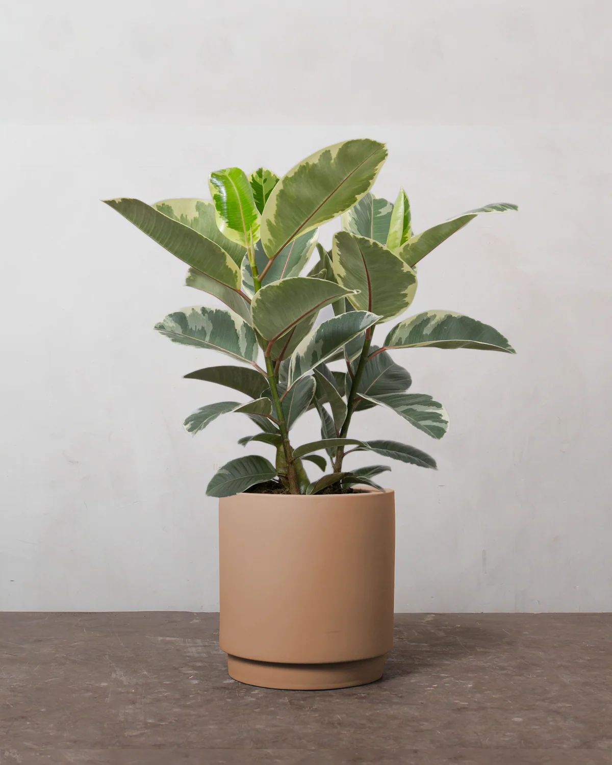 3-grenet Broget Gummitræ, Ficus elastica 'Tineke' - 50-70 cm - Image 2