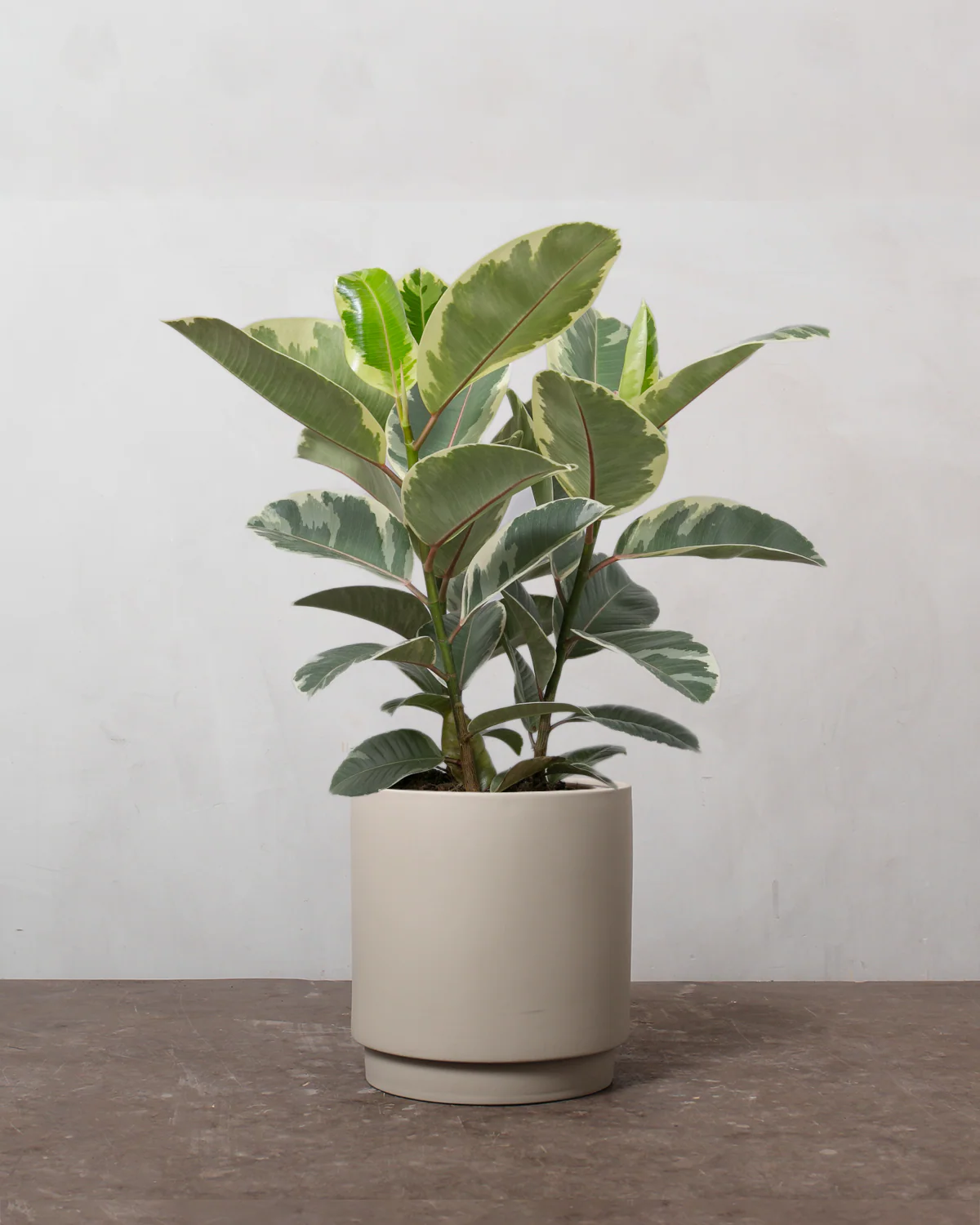 3-grenet Broget Gummitræ, Ficus elastica 'Tineke' - 50-70 cm - Image 3