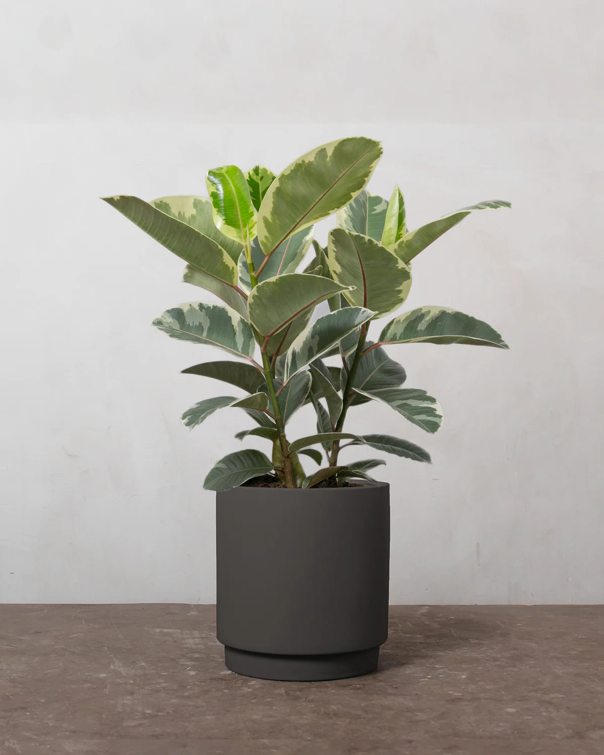 3-grenet Broget Gummitræ, Ficus elastica 'Tineke' - 50-70 cm - Image 4