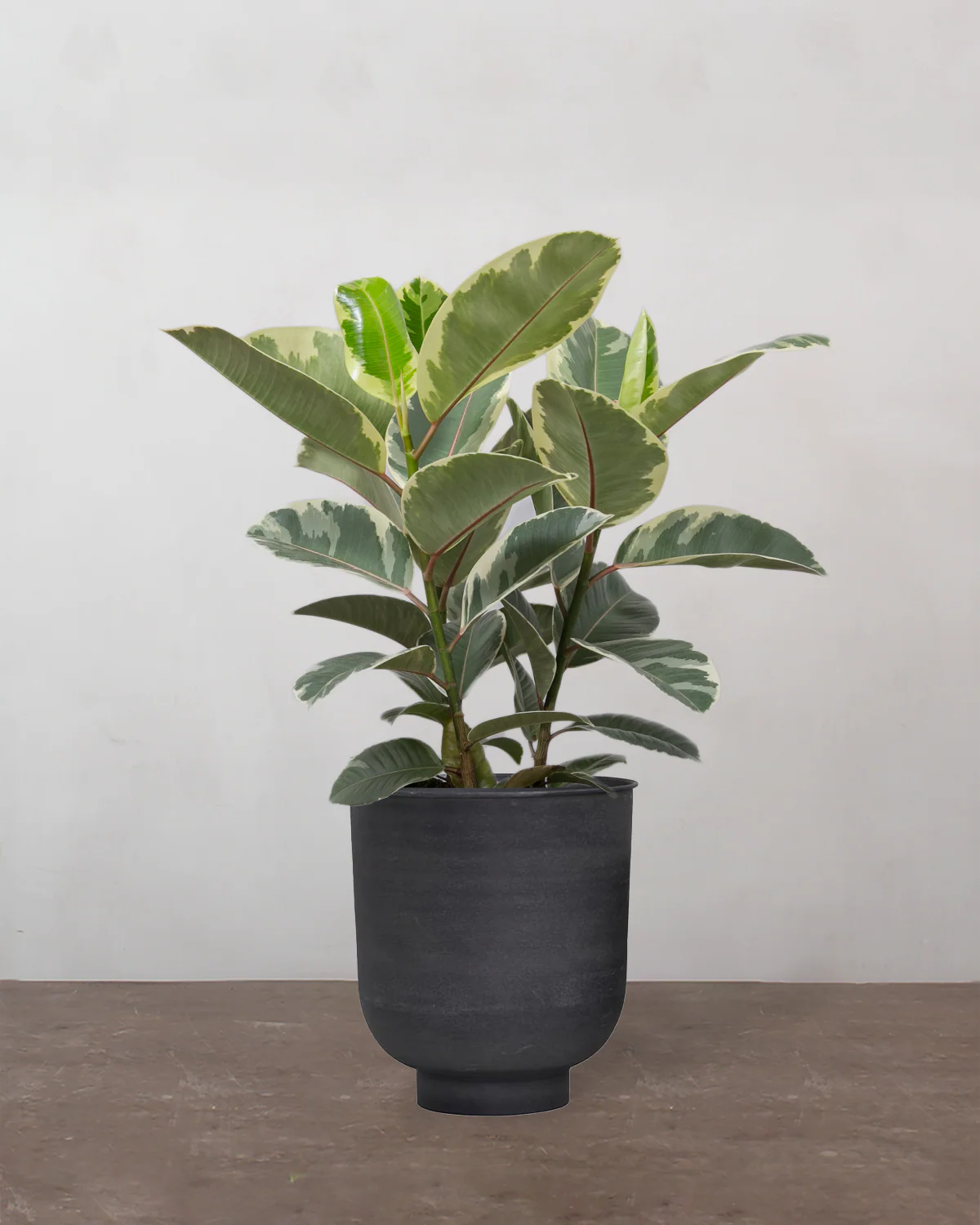 3-grenet Broget Gummitræ, Ficus elastica 'Tineke' - 50-70 cm - Image 6