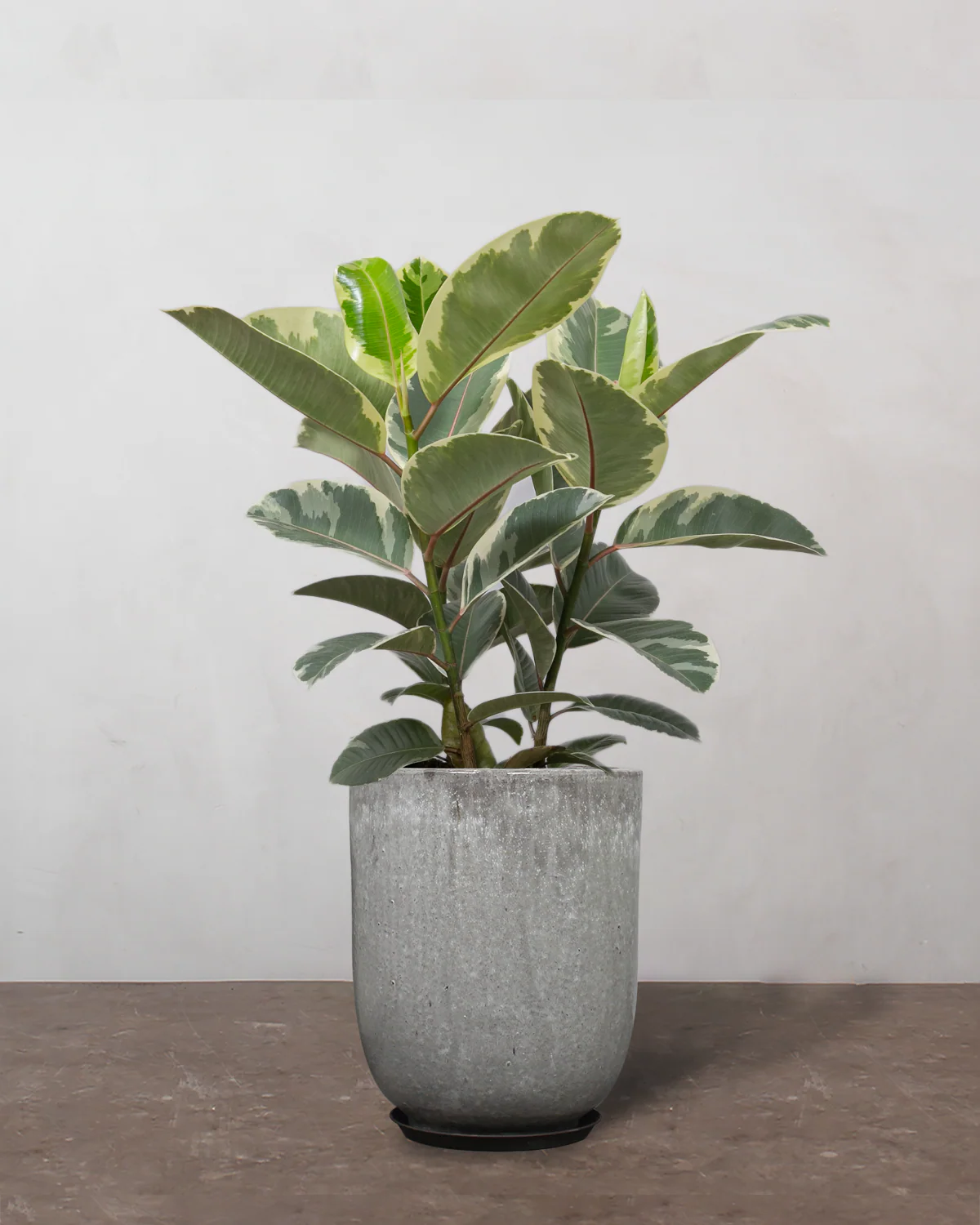 3-grenet Broget Gummitræ, Ficus elastica 'Tineke' - 50-70 cm - Image 7