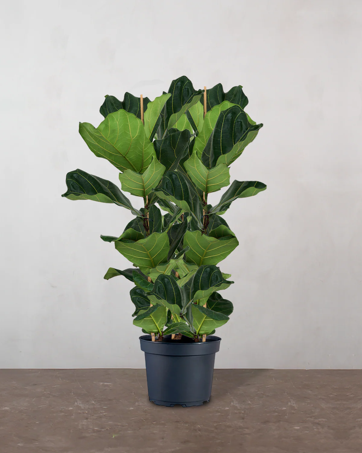 3-grenet Violinfigen, Ficus lyrata - 160-180 cm