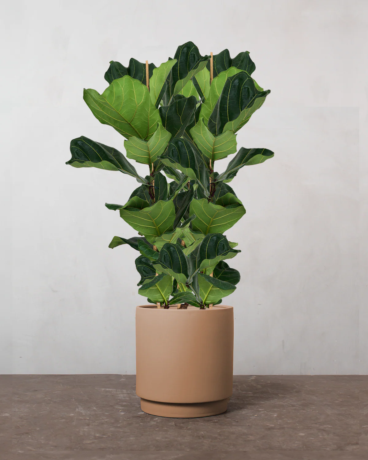 3-grenet Violinfigen, Ficus lyrata - 160-180 cm - Image 3
