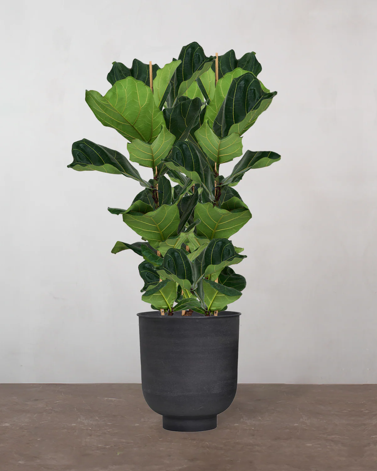 3-grenet Violinfigen, Ficus lyrata - 160-180 cm - Image 8