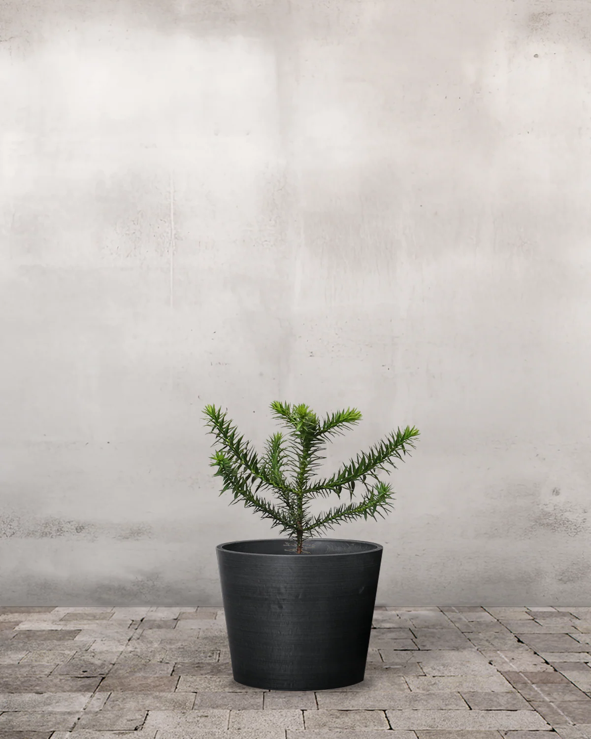 Abernes Skræk, Araucaria araucana - 70-90 cm - Image 3