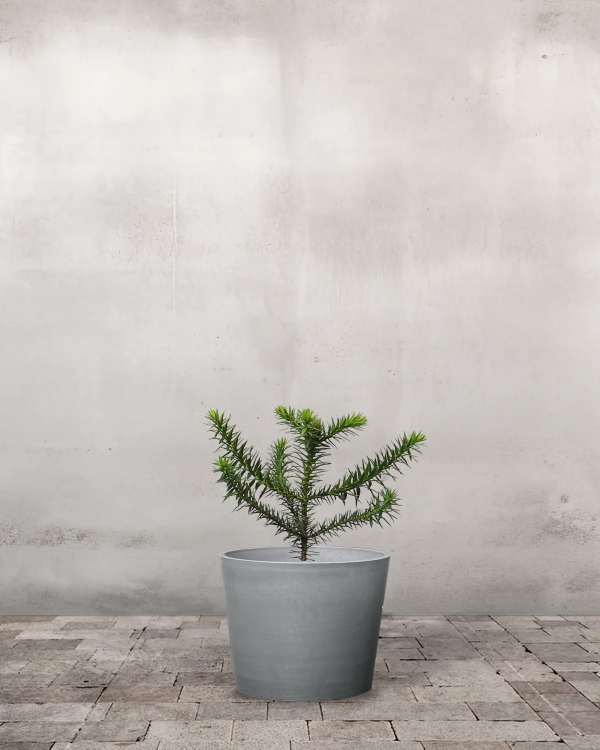 Abernes Skræk, Araucaria araucana - 70-90 cm - Image 4