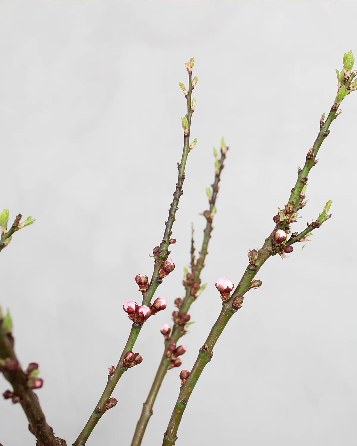 Abrikos, Prunus armeniaca 'Early Orange' - 70-90 cm - Image 3