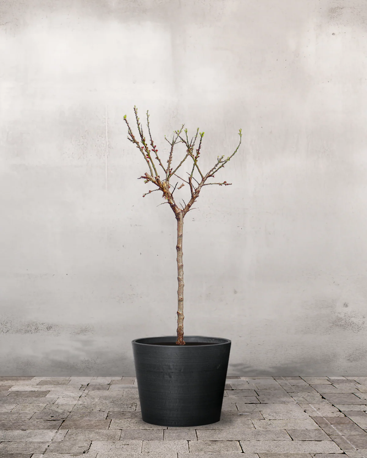 Abrikos, Prunus armeniaca 'Early Orange' - 70-90 cm - Image 4