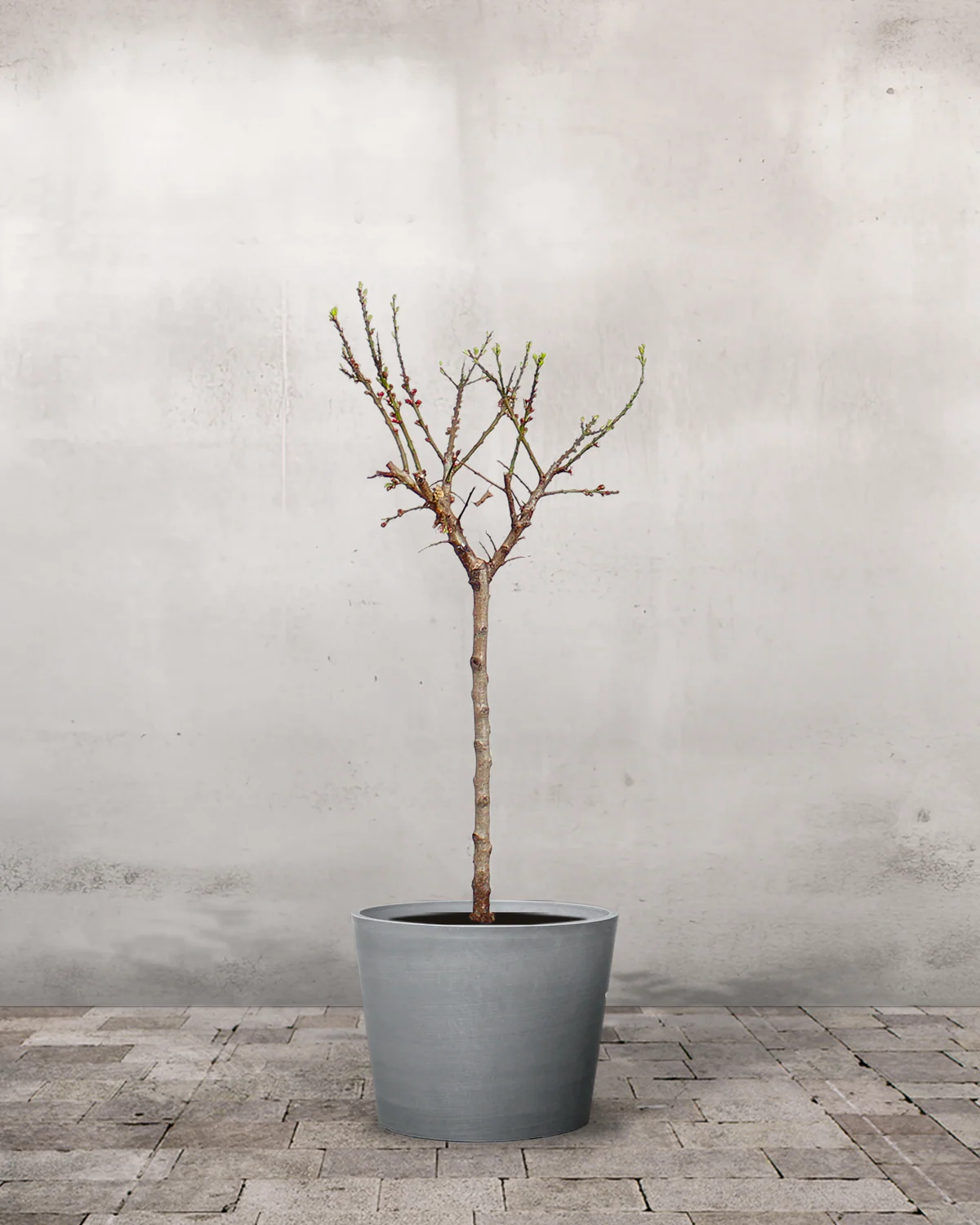 Abrikos, Prunus armeniaca 'Early Orange' - 70-90 cm - Image 5