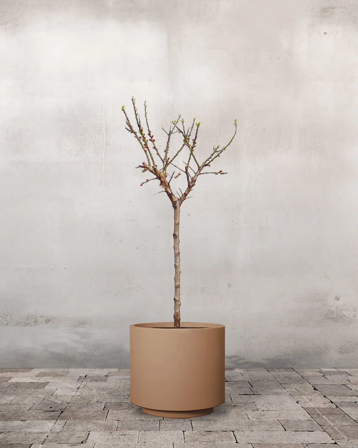 Abrikos, Prunus armeniaca 'Early Orange' - 70-90 cm - Image 6