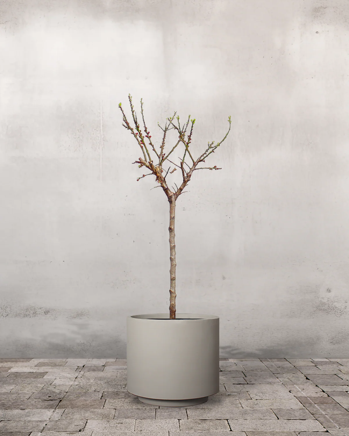 Abrikos, Prunus armeniaca 'Early Orange' - 70-90 cm - Image 7