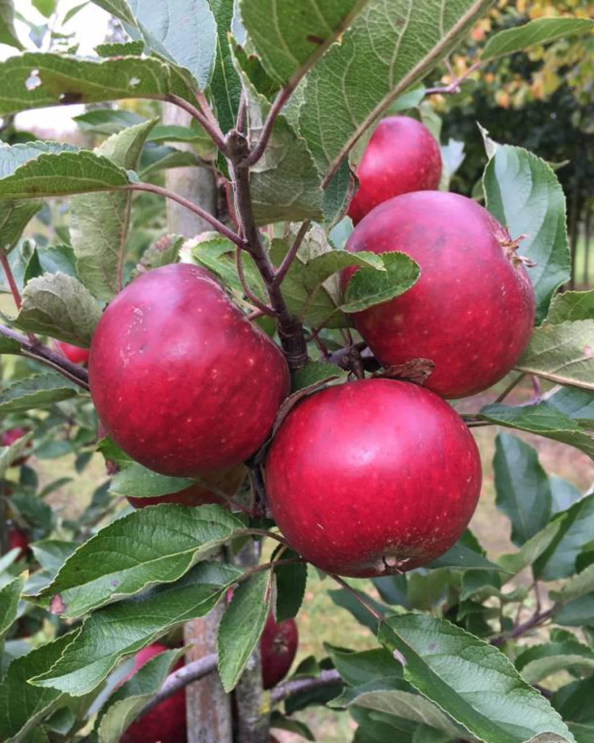 Æbletræ, 'Ingrid Marie' - 250-300 cm