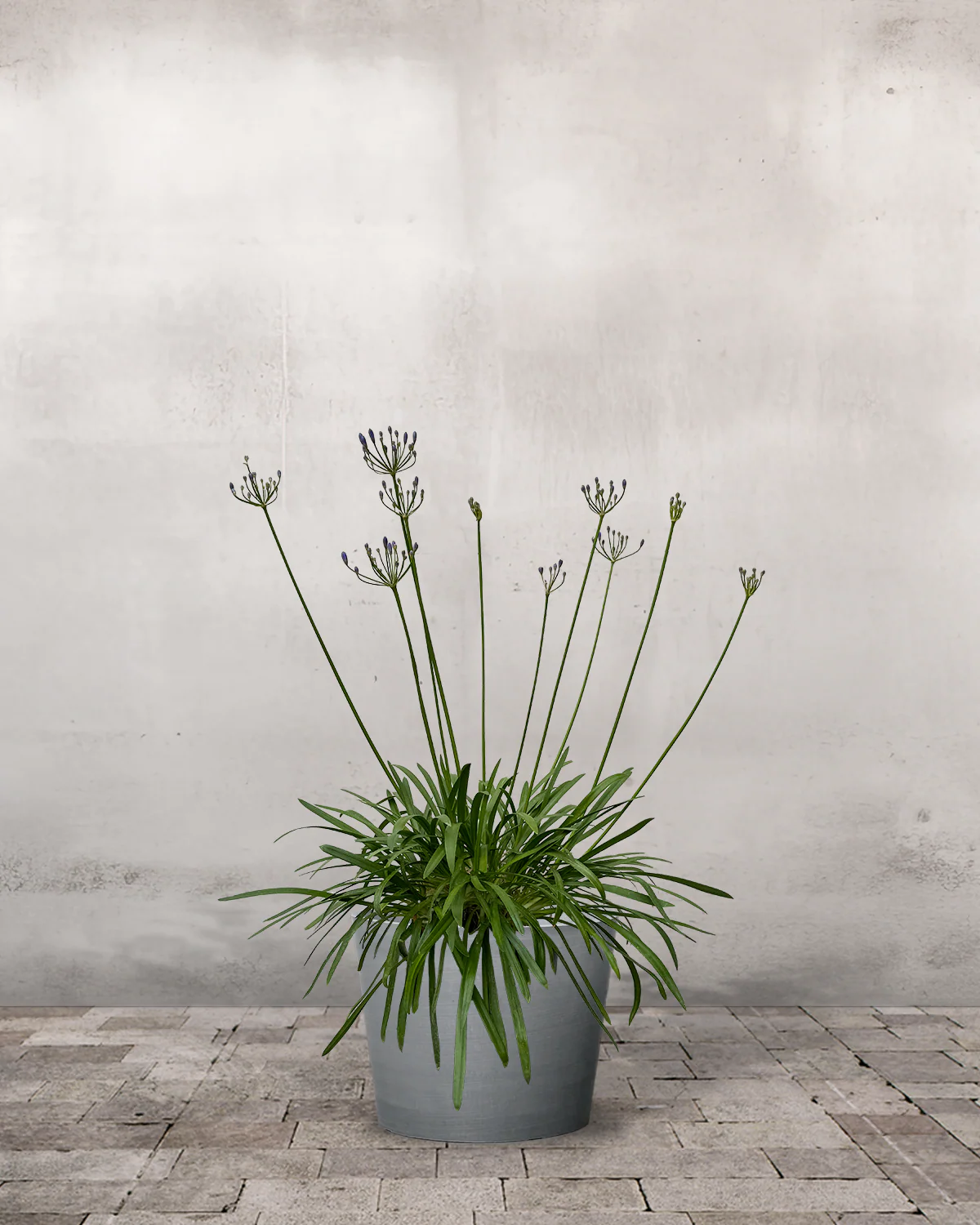 Skærmlilje, Agapanthus 'Blue Storm' - 30-50 cm - Image 4