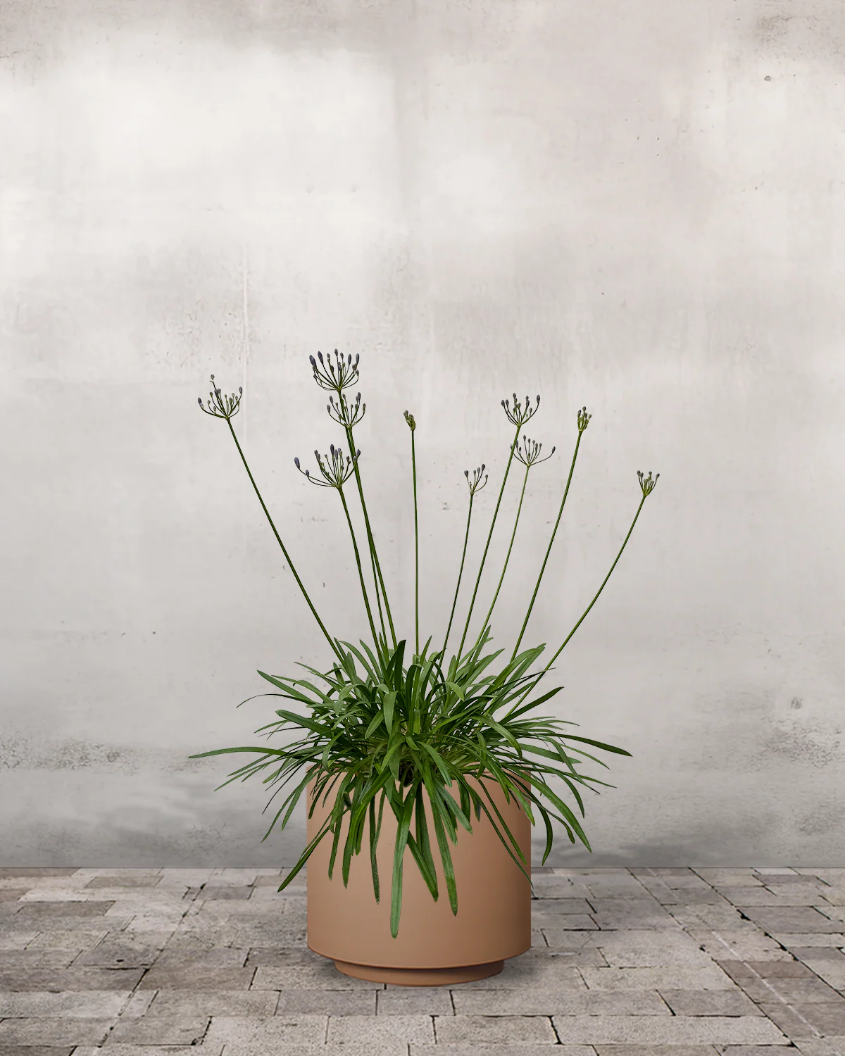 Skærmlilje, Agapanthus 'Blue Storm' - 30-50 cm - Image 6