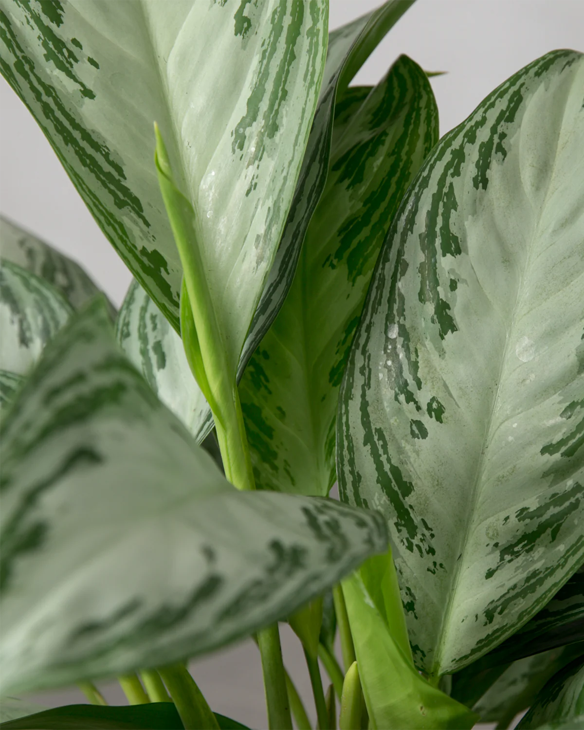 Aglaonema - 50-70 cm - Image 2