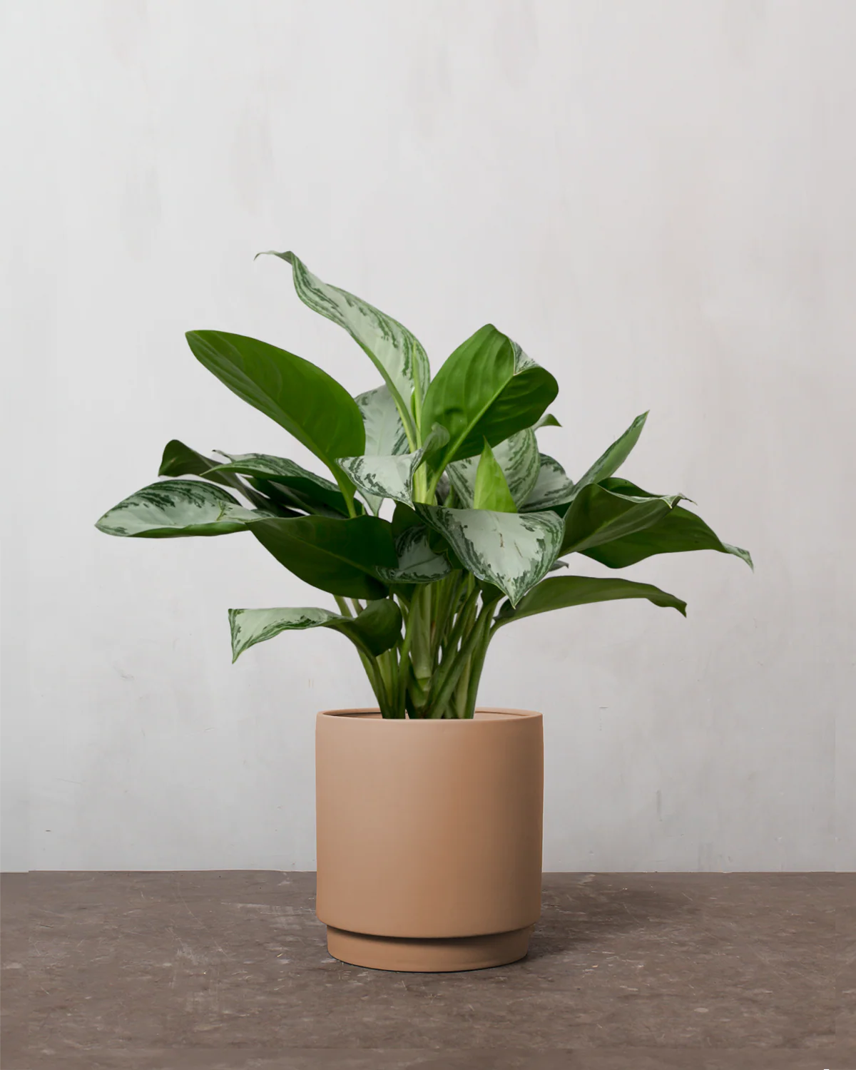 Aglaonema - 50-70 cm - Image 3