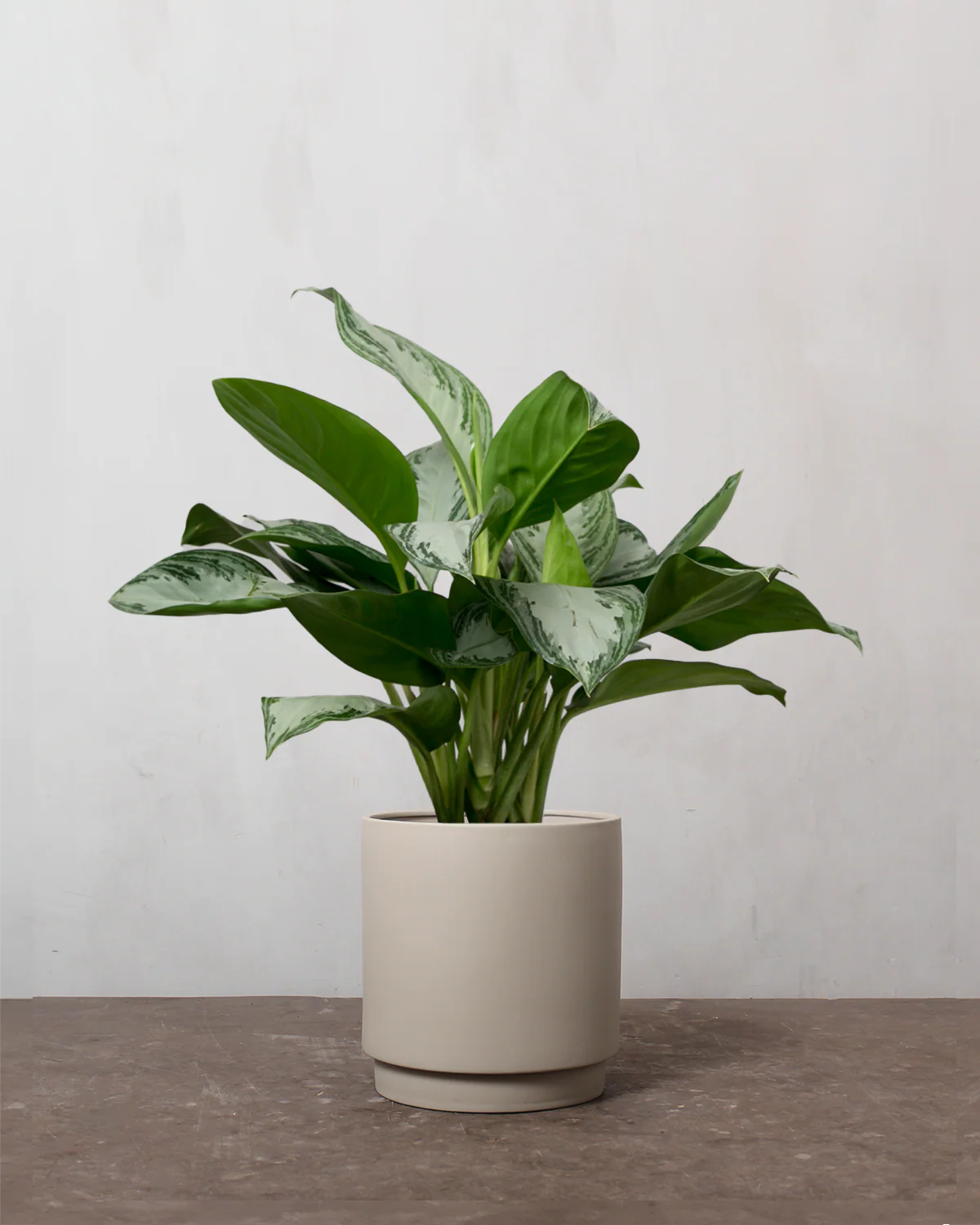 Aglaonema - 50-70 cm - Image 4