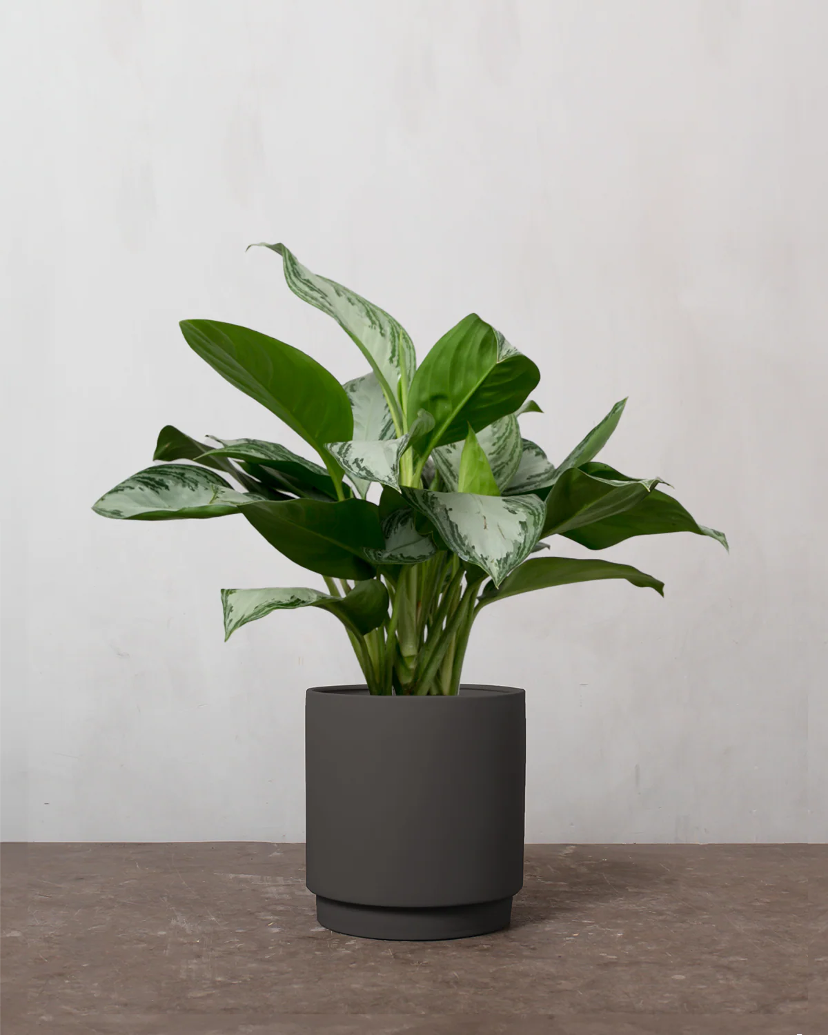 Aglaonema - 50-70 cm - Image 5
