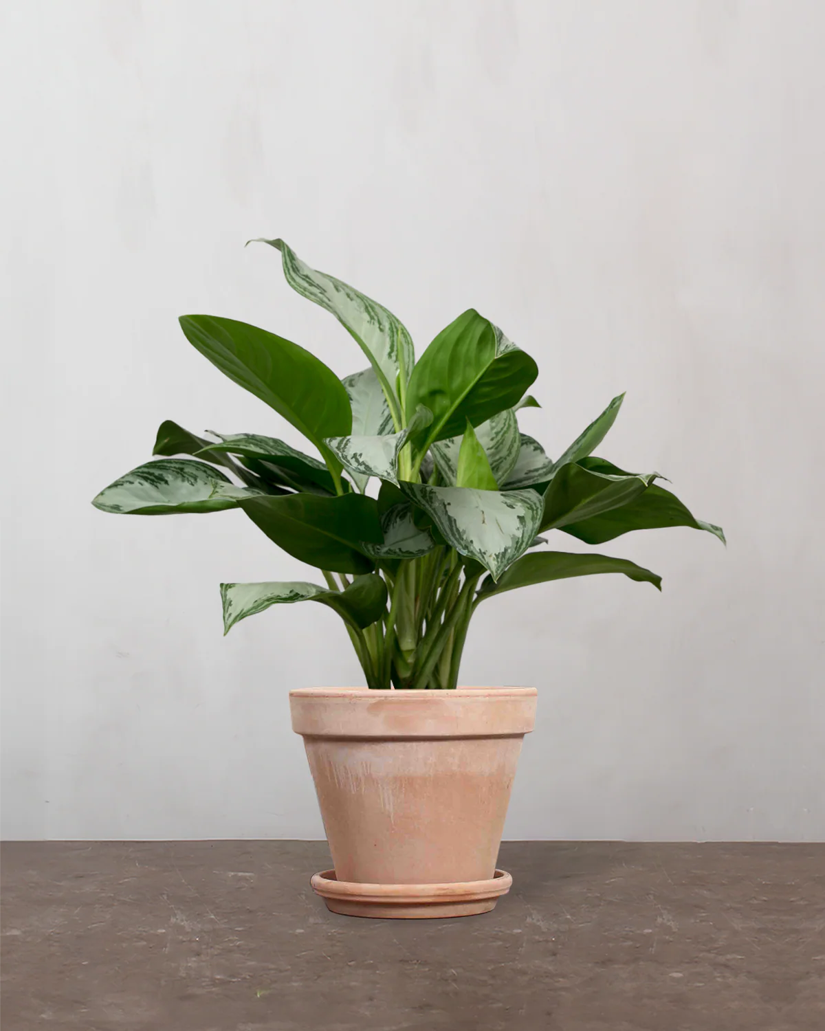 Aglaonema - 50-70 cm - Image 6