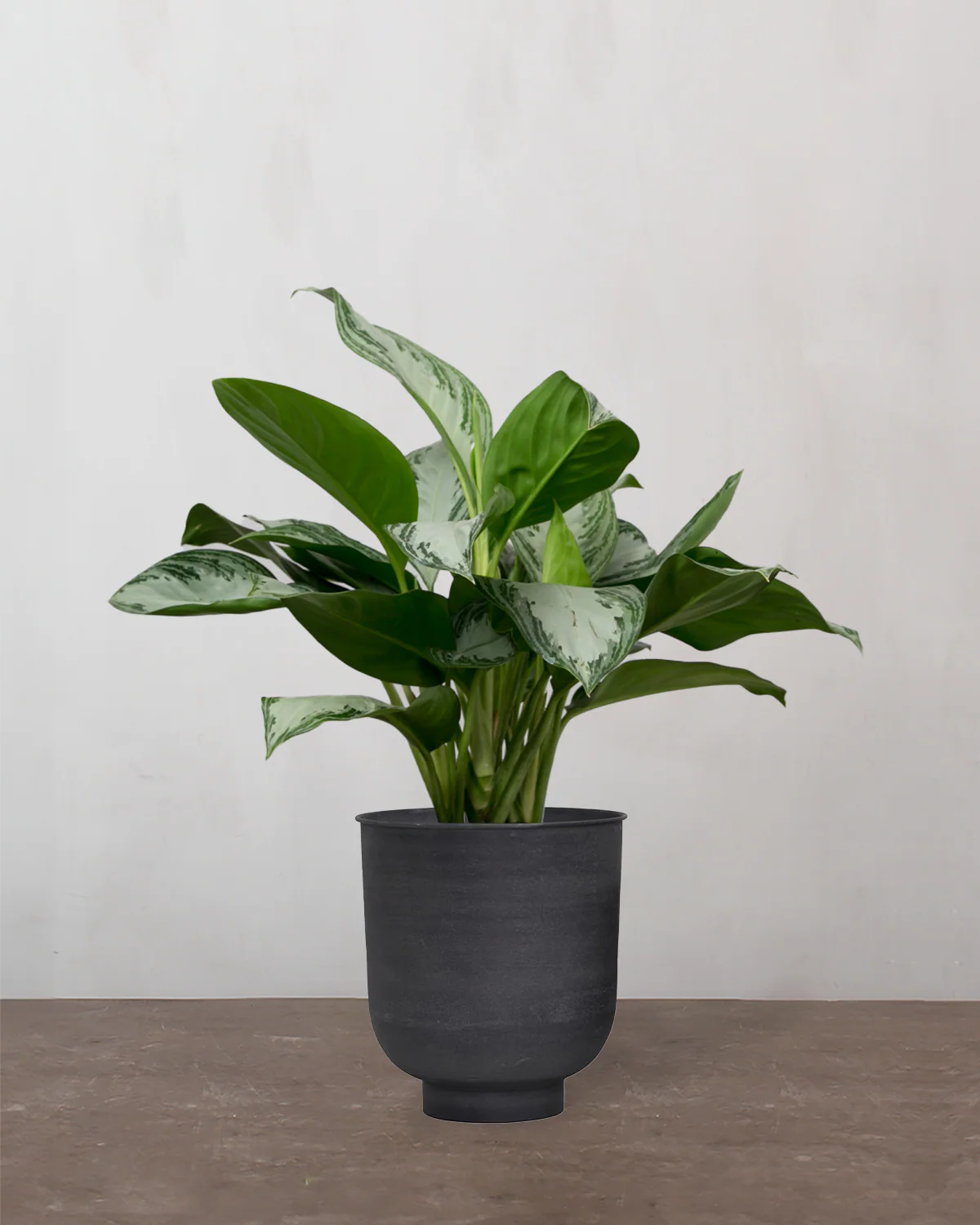 Aglaonema - 50-70 cm - Image 7