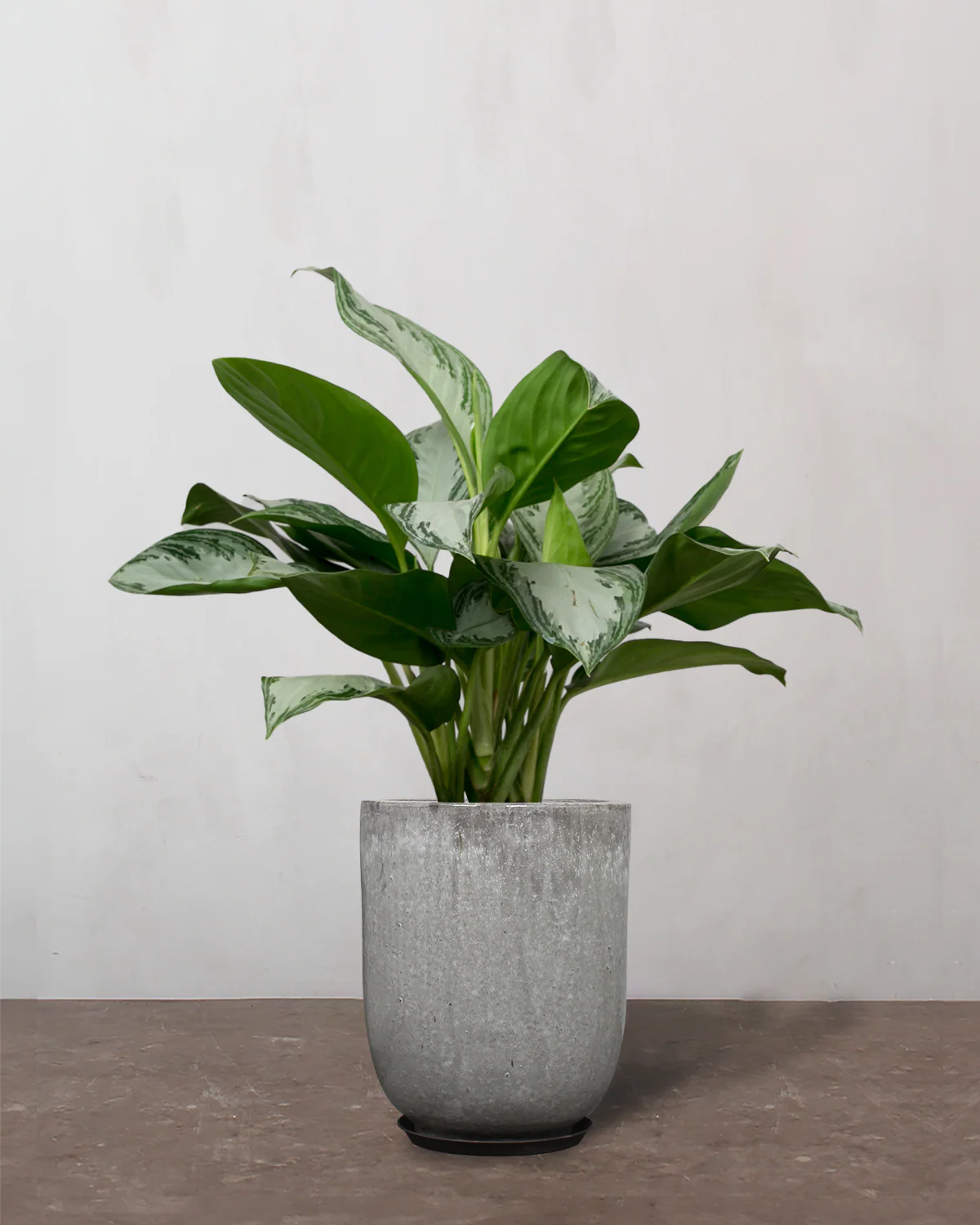 Aglaonema - 50-70 cm - Image 8