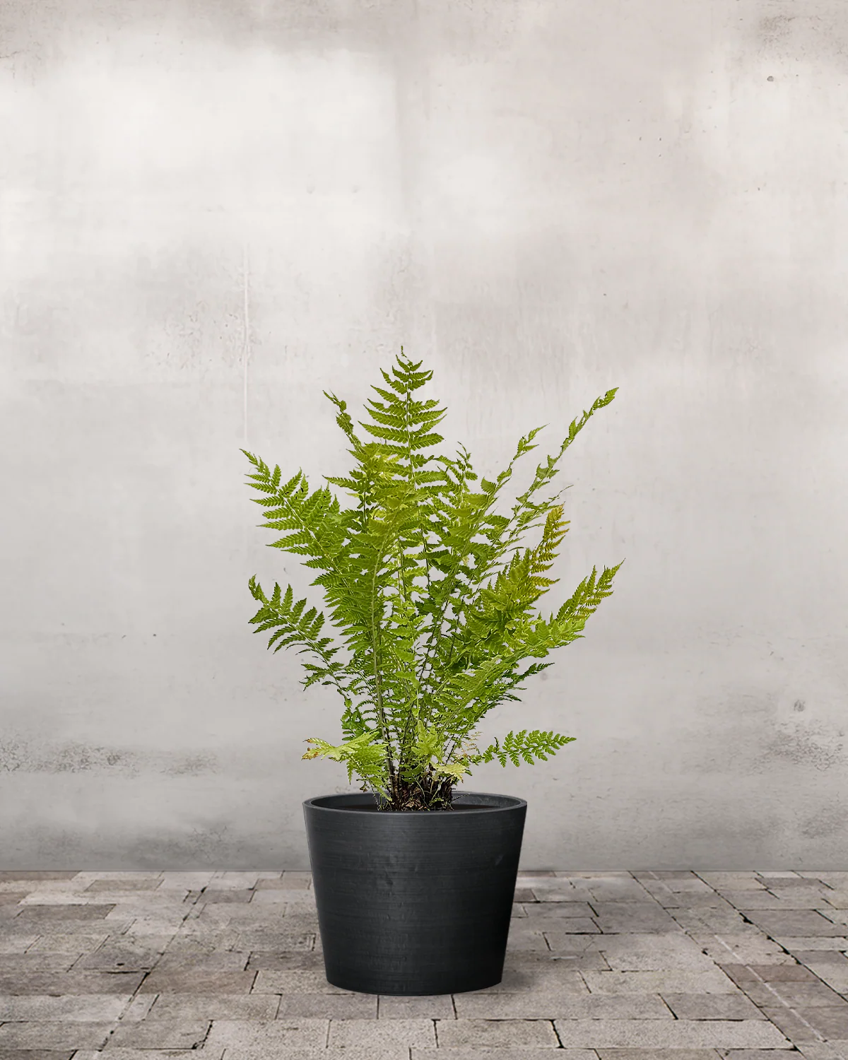 Strudsvinge, Matteuccia struthiopteris - 80-100 cm - Image 3