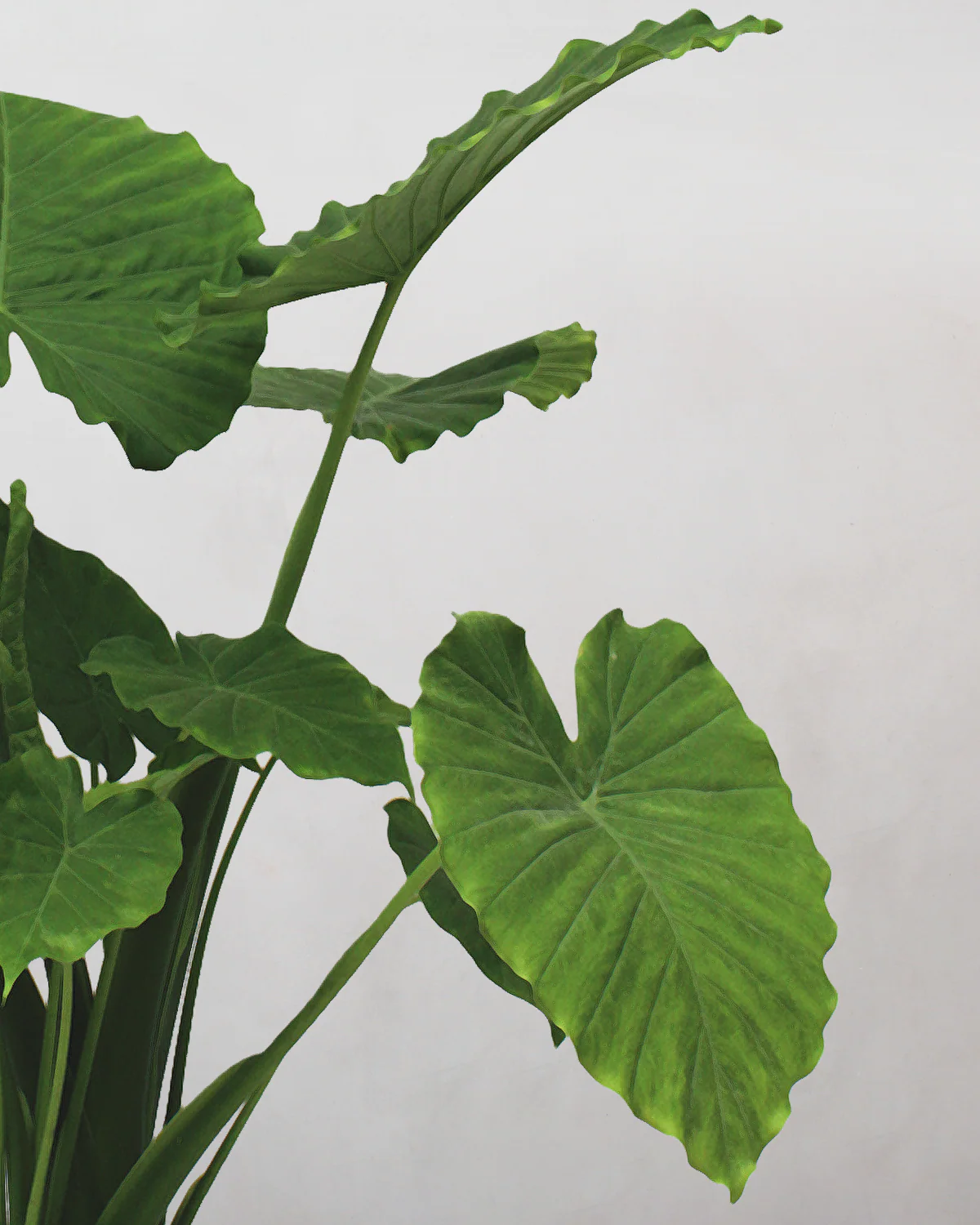 Alocasia - 70-90 cm - Image 2