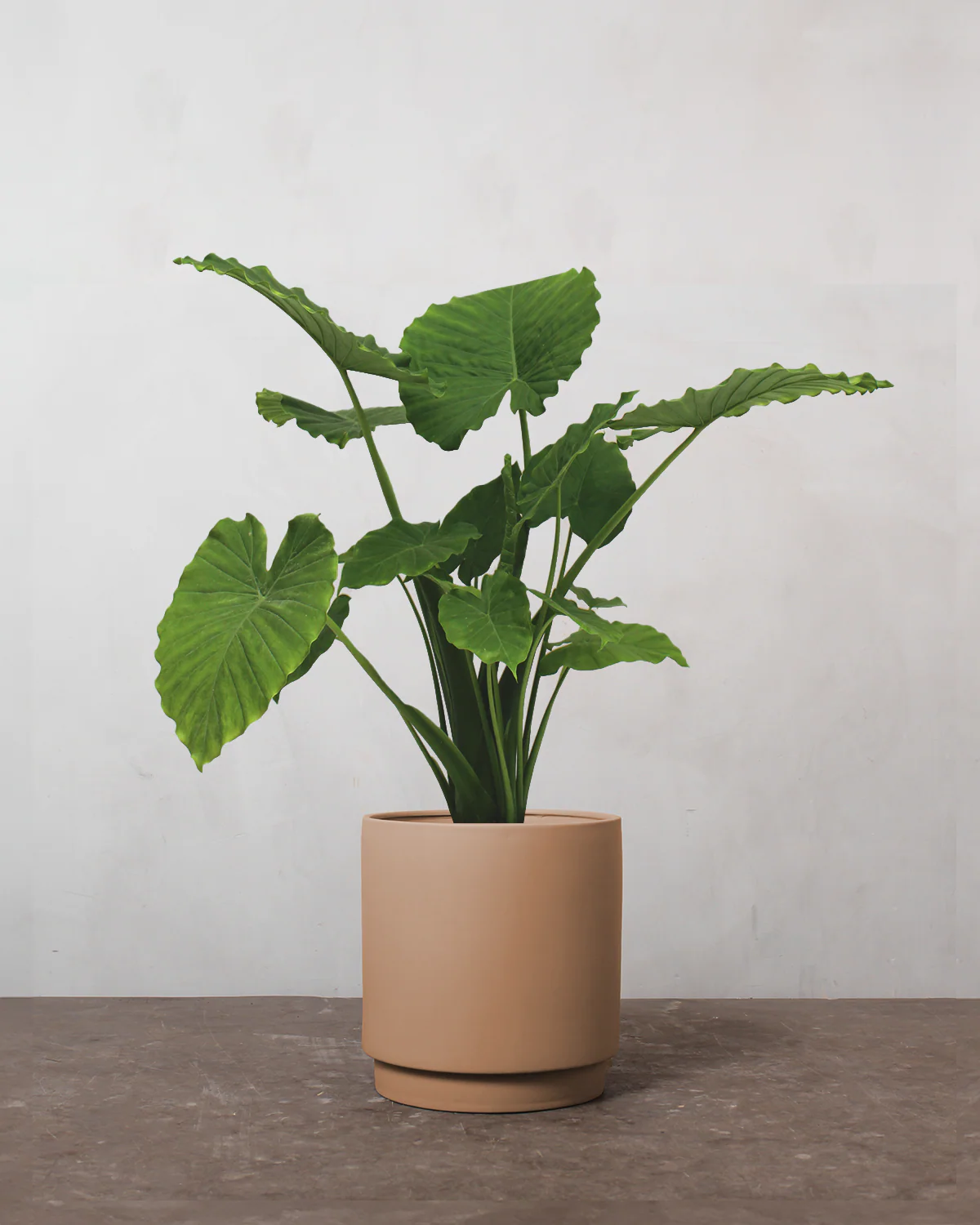 Alocasia - 70-90 cm - Image 3