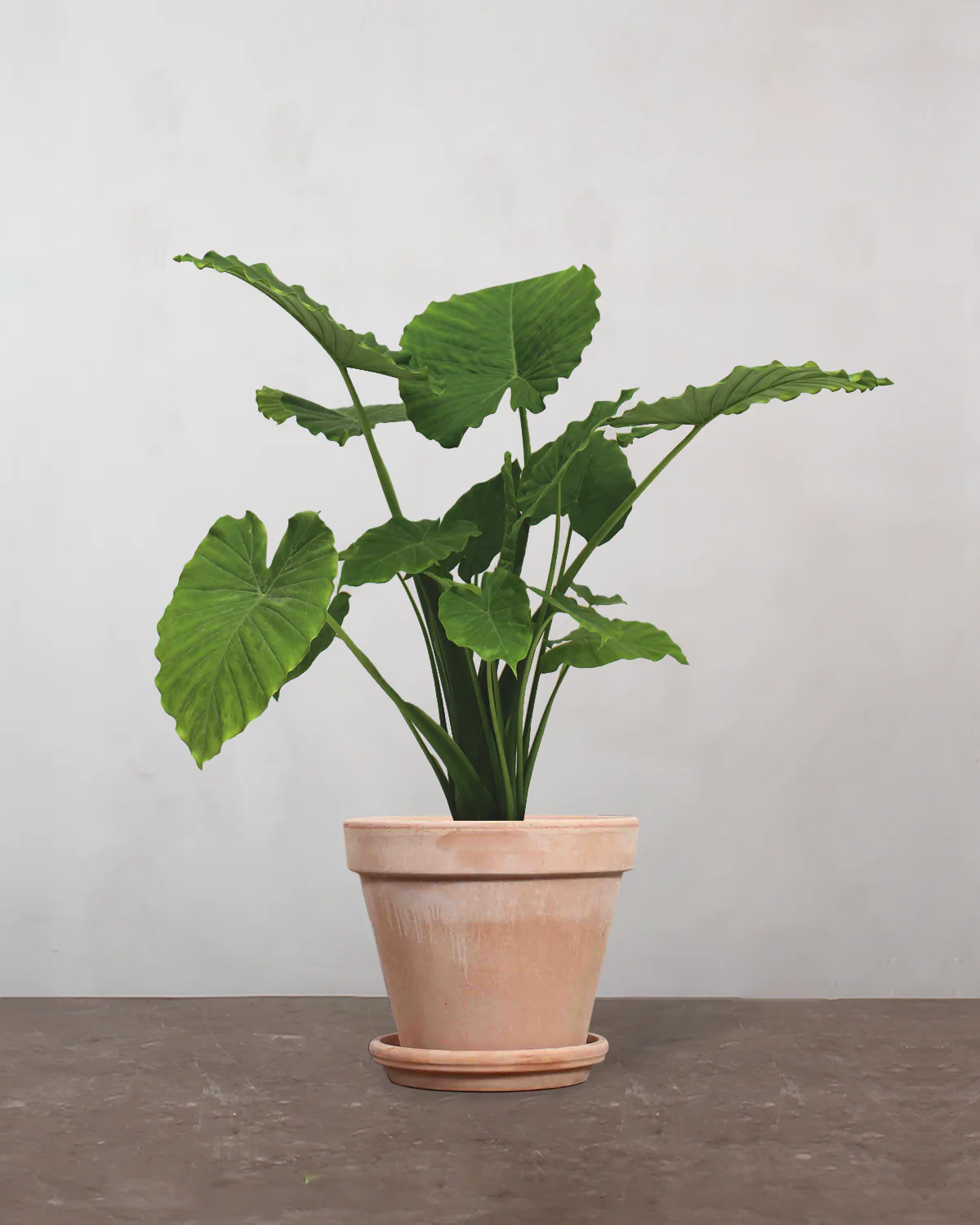 Alocasia - 70-90 cm - Image 6