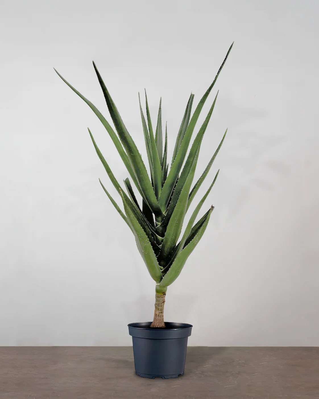 Aloe Barberae - 160-180 cm