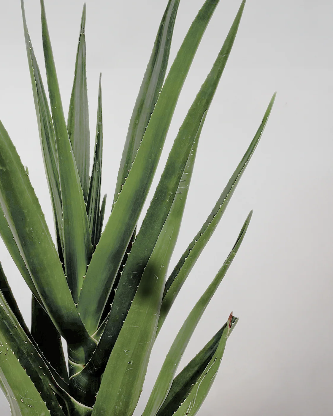 Aloe Barberae - 160-180 cm - Image 2