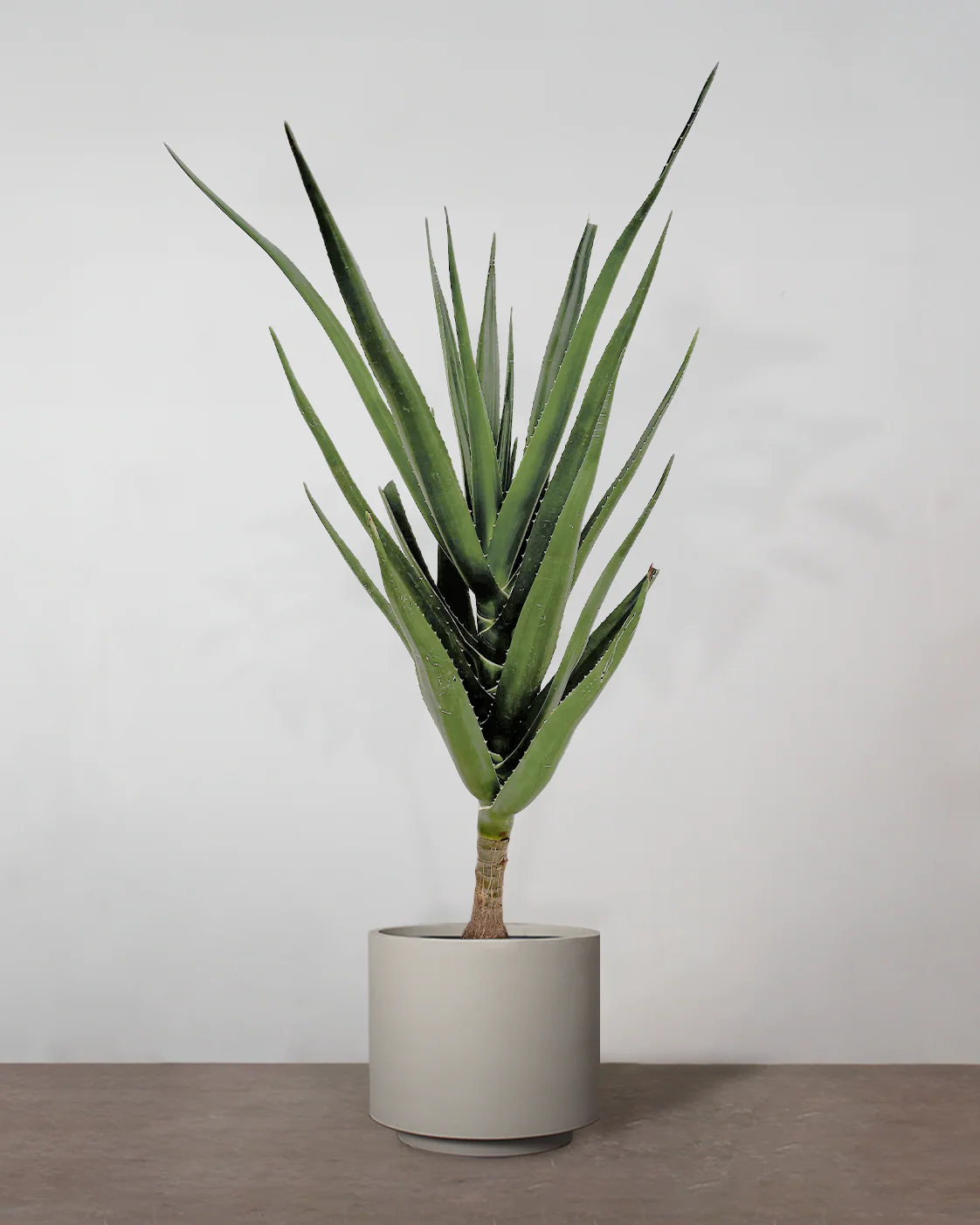 Aloe Barberae - 160-180 cm - Image 3