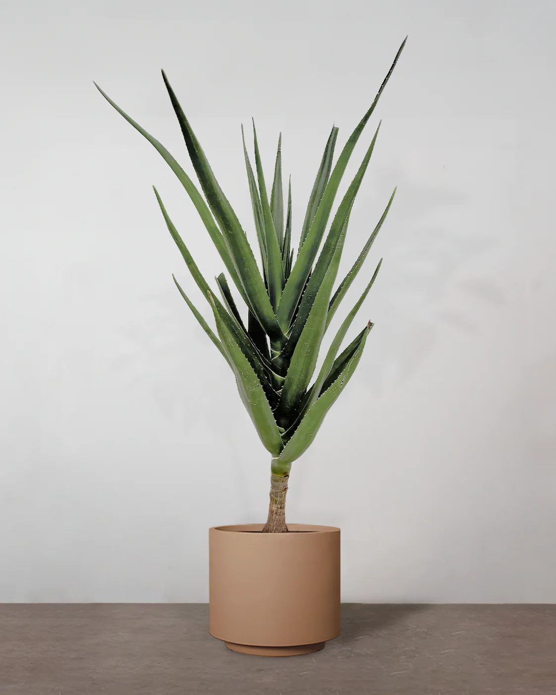 Aloe Barberae - 160-180 cm - Image 4