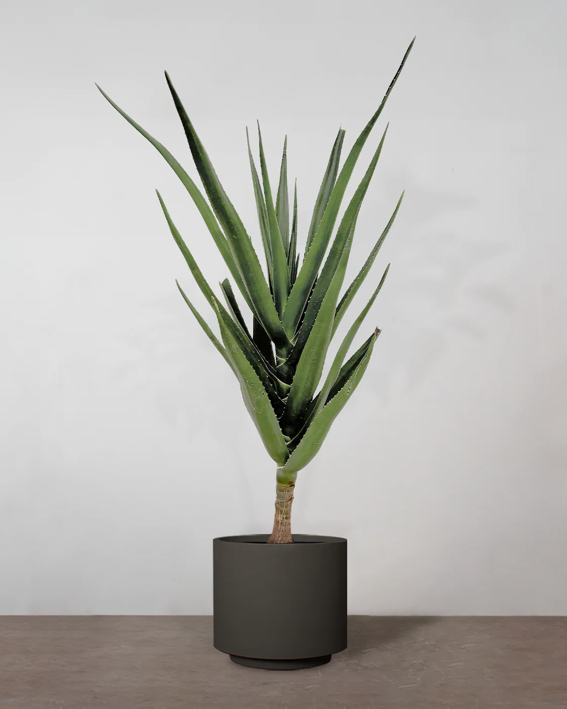 Aloe Barberae - 160-180 cm - Image 5