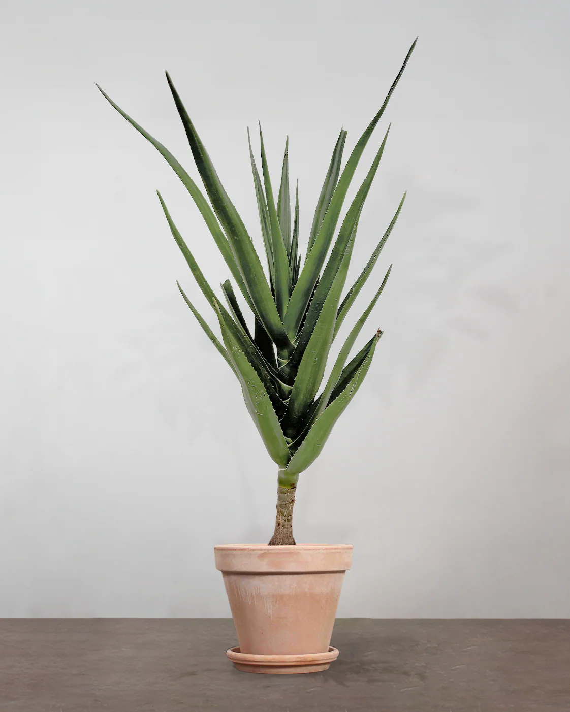 Aloe Barberae - 160-180 cm - Image 6