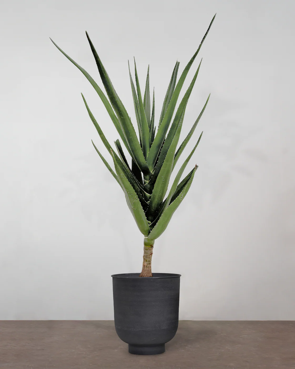 Aloe Barberae - 160-180 cm - Image 7
