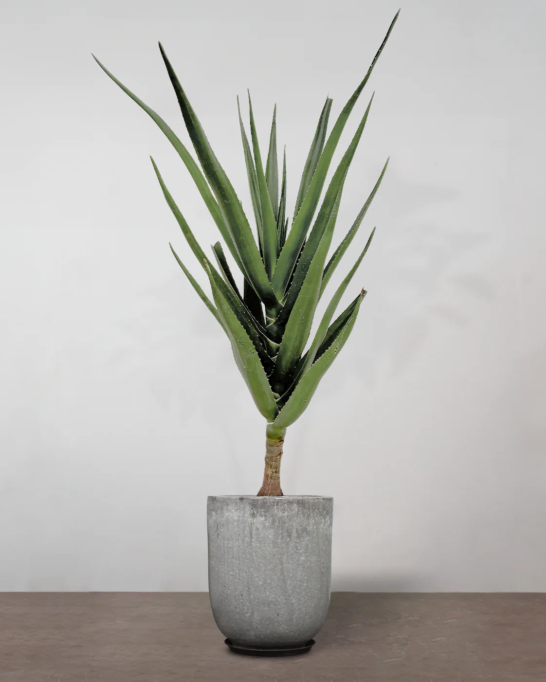 Aloe Barberae - 160-180 cm - Image 8