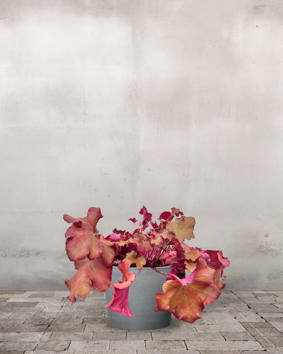 Alunrod, Heuchera 'Boysenberry' - 20-50 cm - Image 3