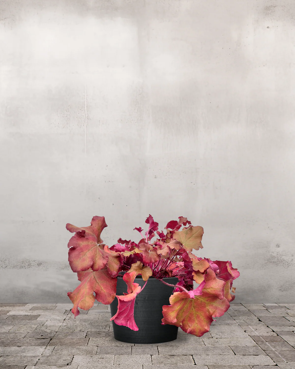 Alunrod, Heuchera 'Boysenberry' - 20-50 cm - Image 4