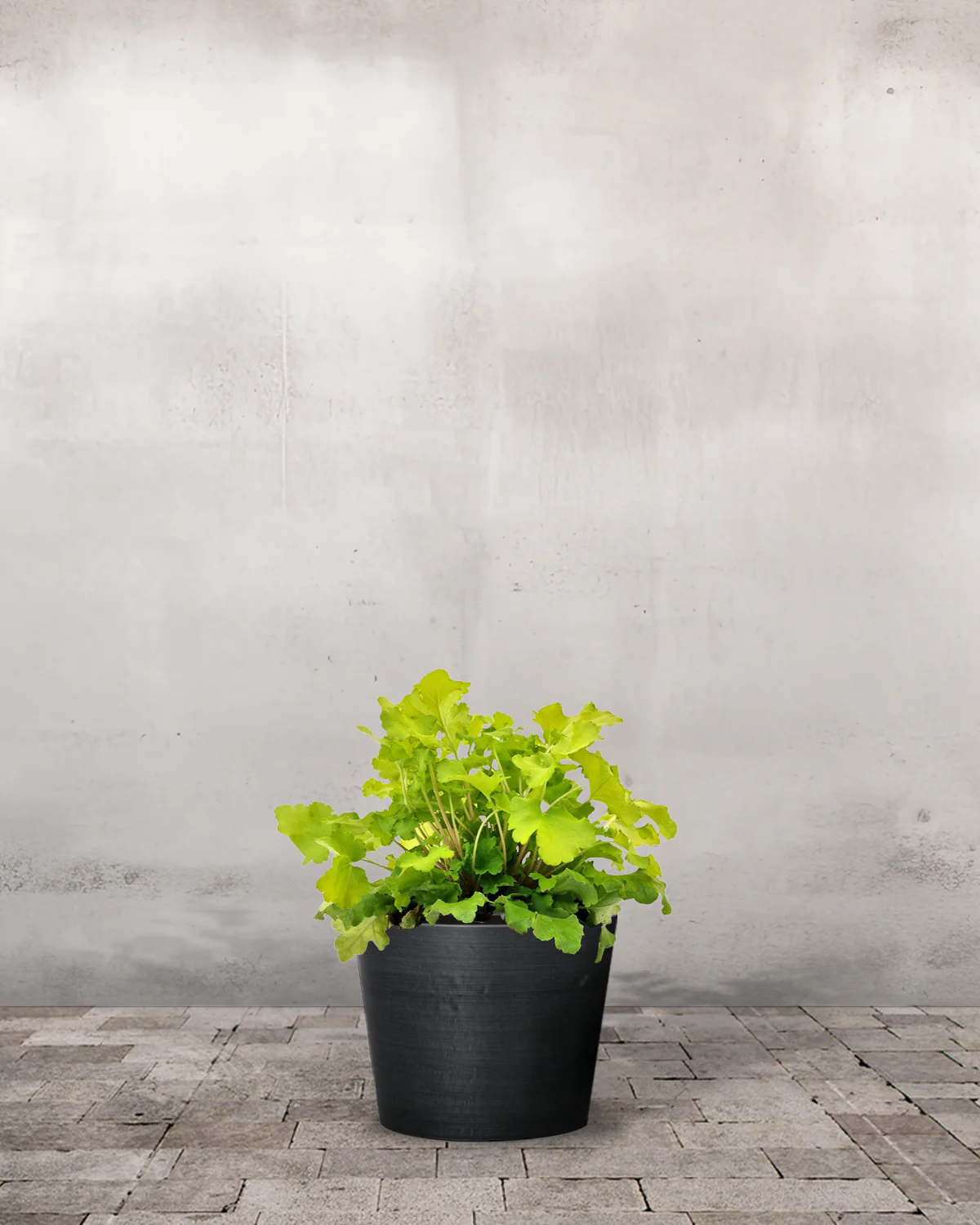Alunrod, Heuchera 'Lime Marmalade' - 12 cm potte - Image 3