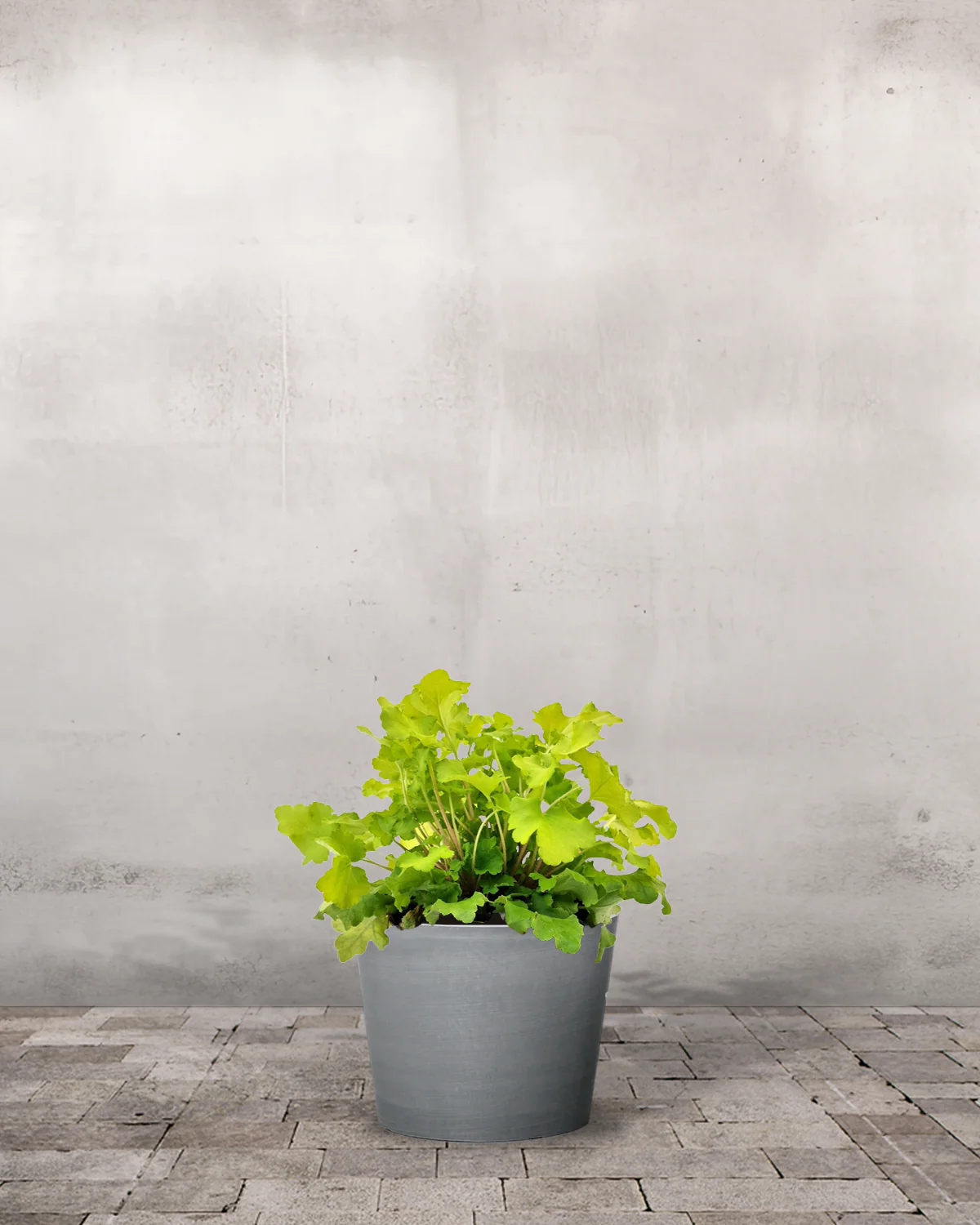 Alunrod, Heuchera 'Lime Marmalade' - 12 cm potte - Image 4