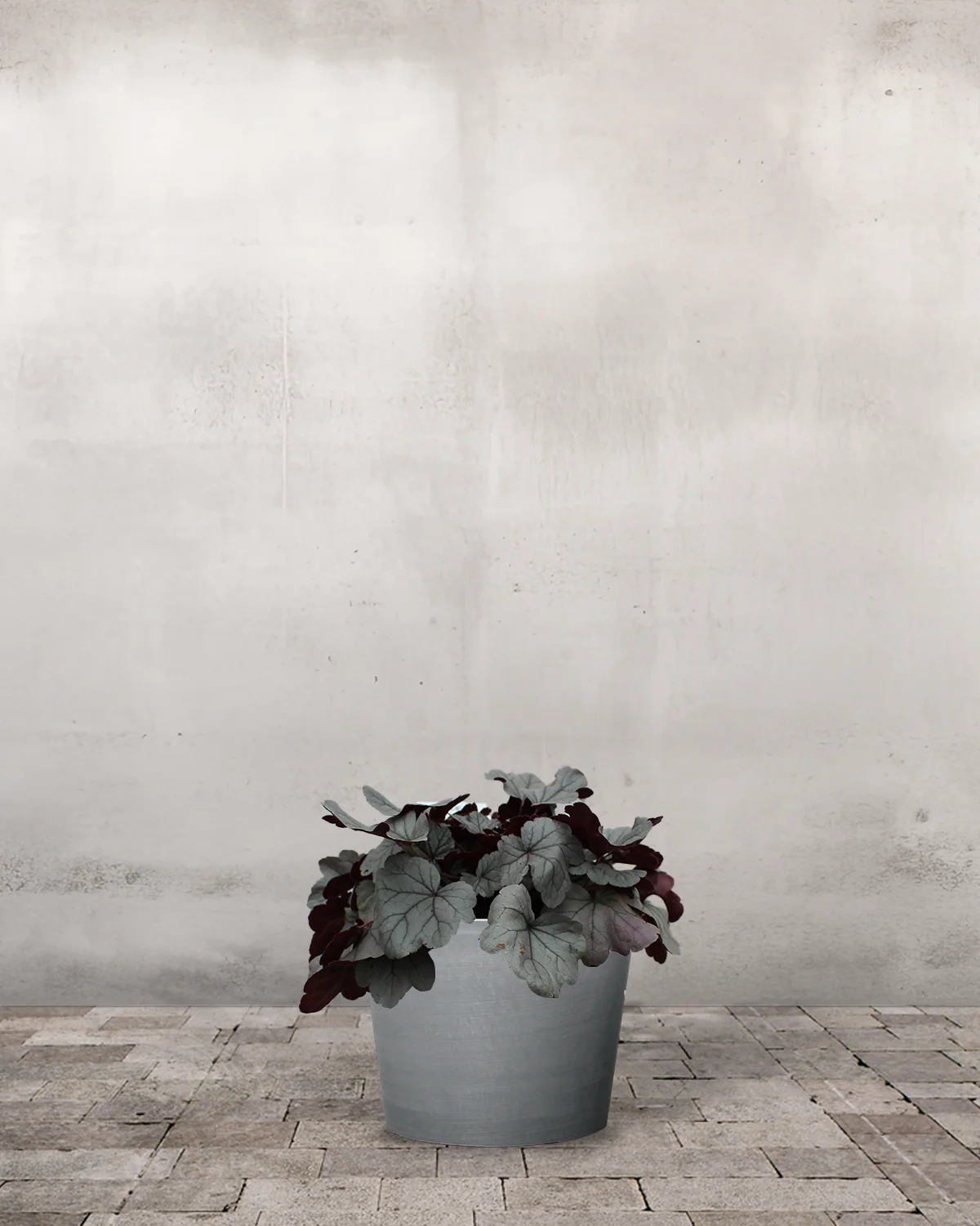 Alunrod, Heuchera 'Silver Gumdrop' - 20-50 cm - Image 3