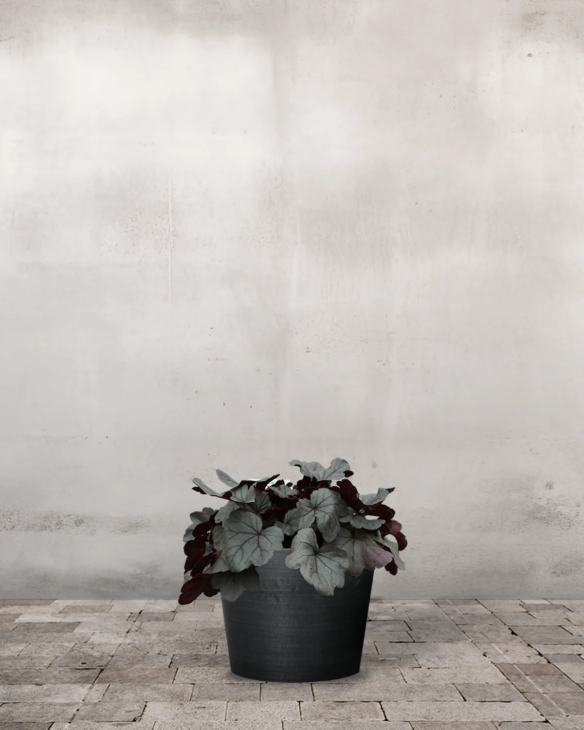 Alunrod, Heuchera 'Silver Gumdrop' - 20-50 cm - Image 4