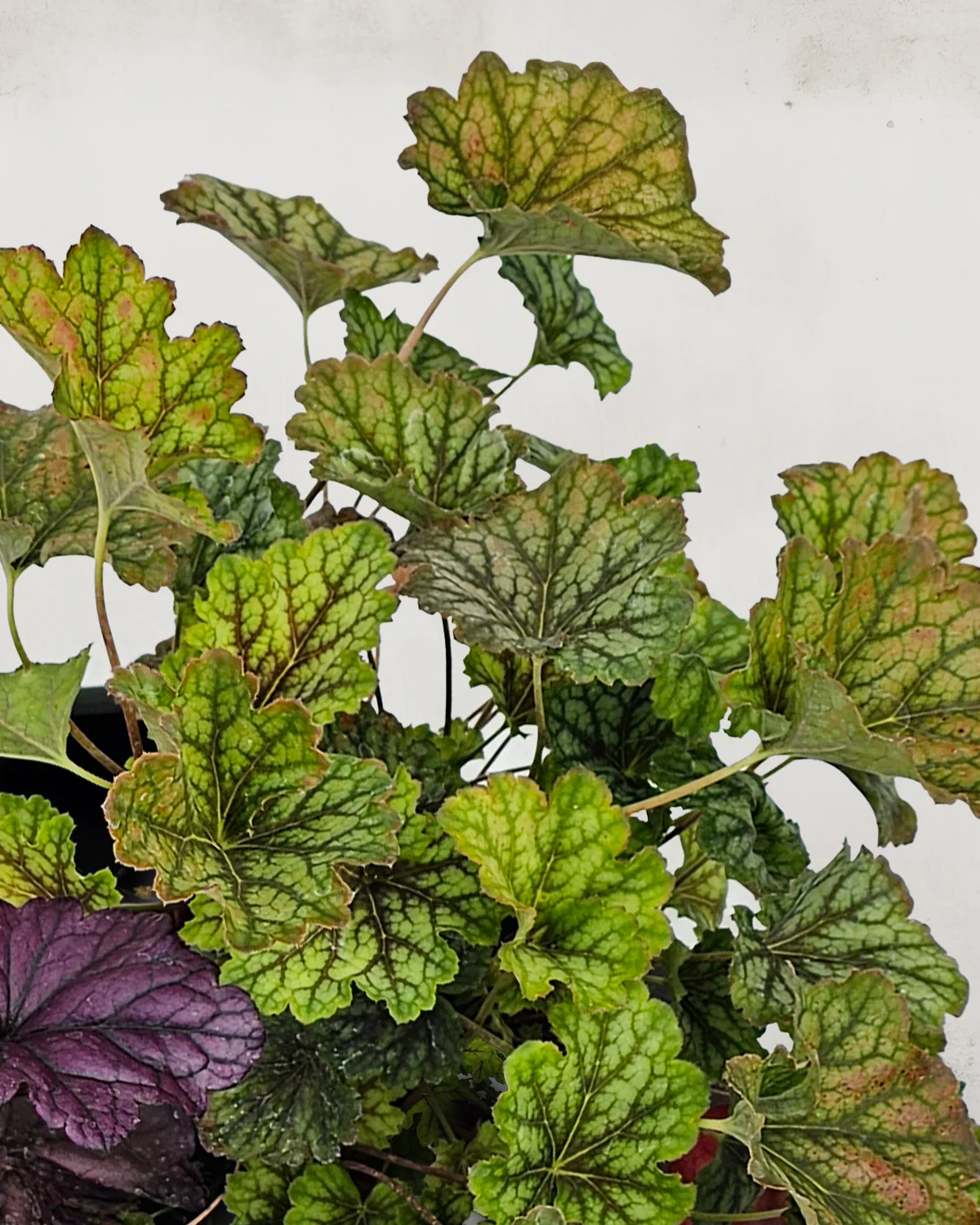 Alunrod, Heuchera 'Tapestry' - 20-40 cm - Image 3