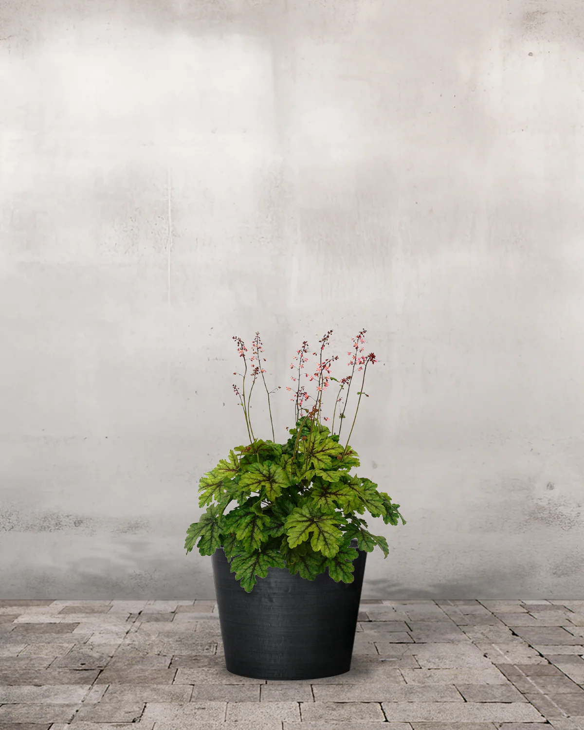 Alunrod, Heuchera 'Tapestry' - 20-40 cm - Image 4