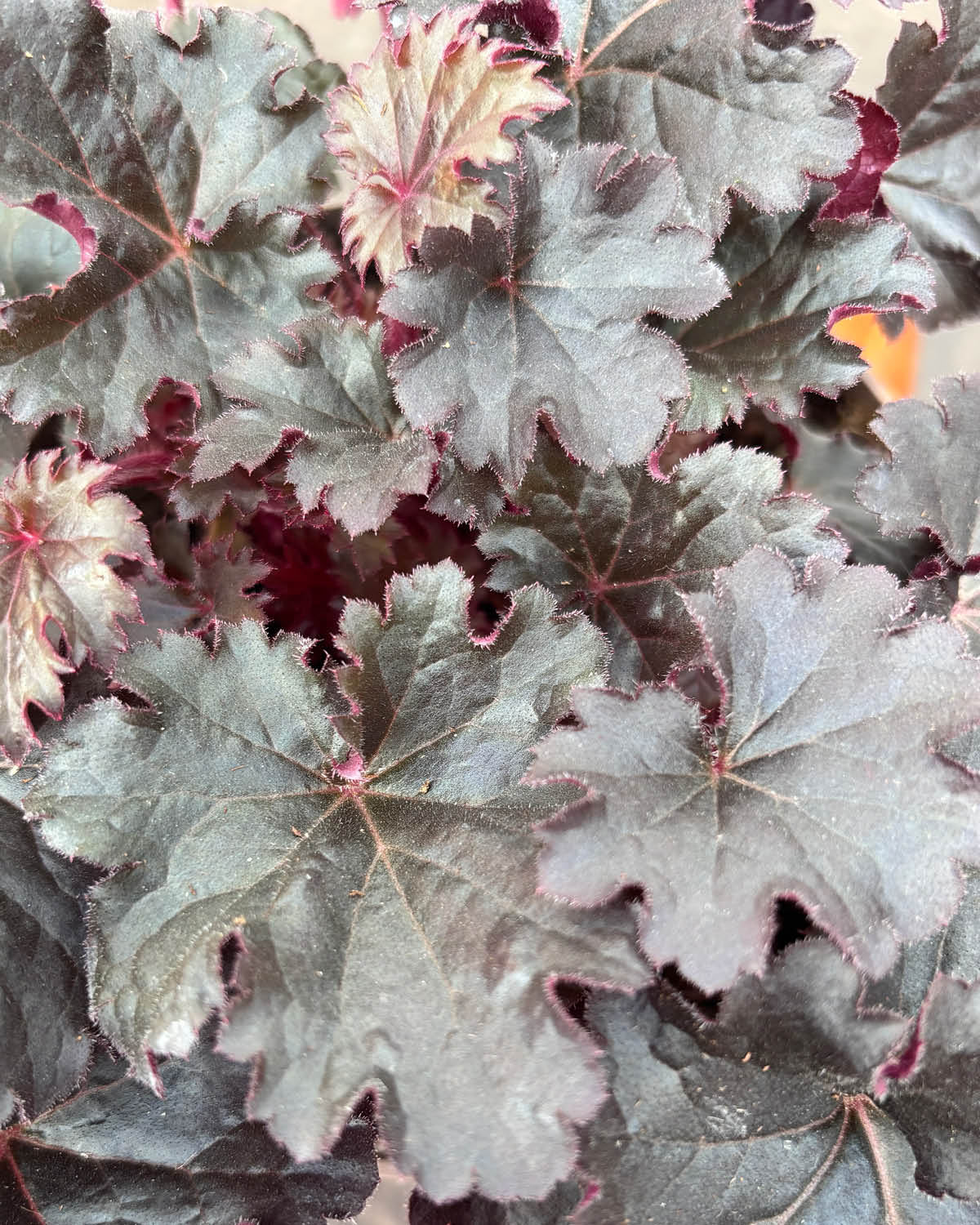 Miniaturebillede 2