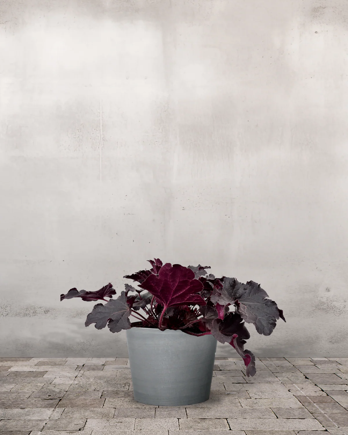 Alunrod, Heuchera 'Timeless Night ' - 20-40 cm - Image 3
