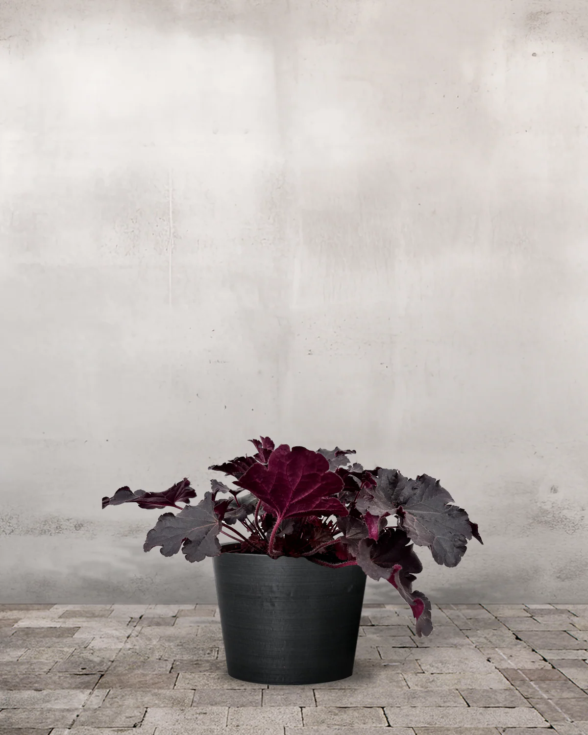 Alunrod, Heuchera 'Timeless Night ' - 20-40 cm - Image 4