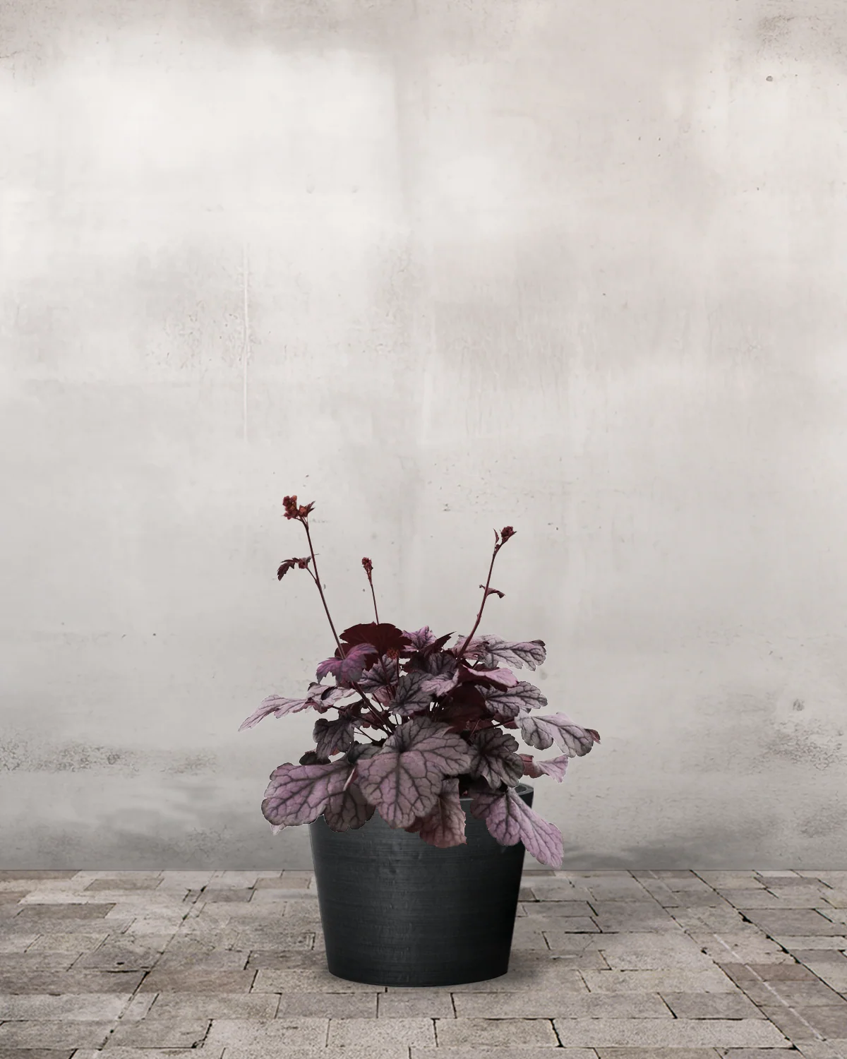 Alunrod, Heuchera 'Sugar Plum' – 12 cm potte - Image 3